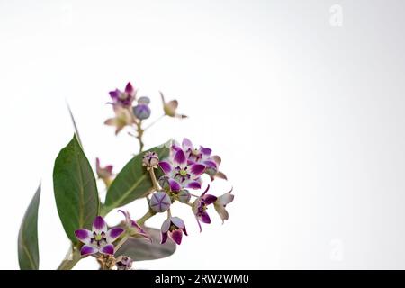 A close-up photograph of a Akundo flower, Calotropis gigantea flower, also known as Giant Calotrope flower, isolated against a white background. There Stock Photo