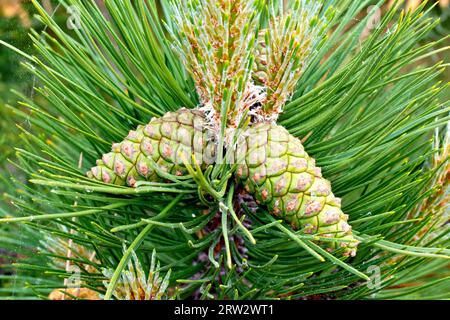 Black Pine (pinus nigra), close up showing a couple of green immature pine cones growing from the end of a branch of the tree. Stock Photo