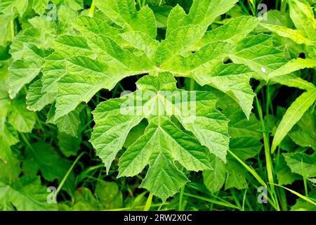 Hogweed or Cow Parsnip (heracleum sphondylium), close up showing the large, green, lower leaves of the common plant of woodlands and pasture. Stock Photo