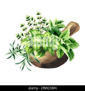 Kitchen fragrant herbs in the  mortar,  Hand drawn watercolor illustration isolated on white background Stock Photo