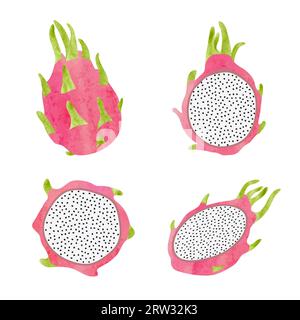 Dragon fruit vector set. Watercolor illustration. Stock Vector