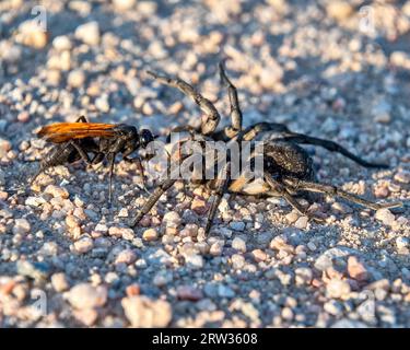 Thisbe's Tarantula-hawk Wasp (Pepsis thisbe) attacking and eating a Carolina (giant) wolf spider (Hogna carolinensis) viewed during the fall mating mi Stock Photo