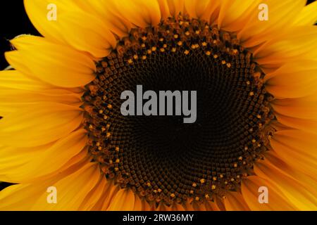 Helianthus annuus, the common sunflower, isolated on black background Stock Photo