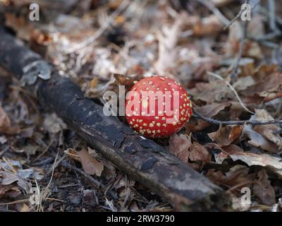 A fly agaric (Amanita Muscaria) mushroom growing on the forest floor. Close up. Stock Photo