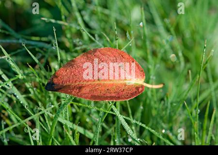 Colorful mostly red leaf is lying on the grass. Summer is leaving and autumn is coming. Seasonal leaves falling. Stock Photo