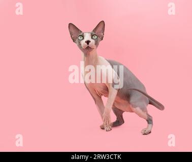 Portrait playful sphynx cat playing. Isolated on pink pastel background Stock Photo