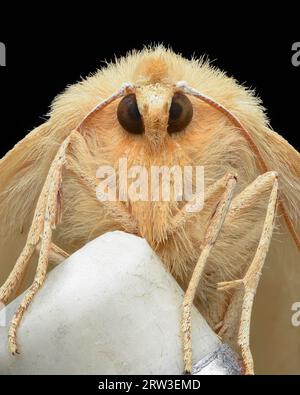 Portrait of a pale brown moth, standing on a white eraser-tip pencil Stock Photo