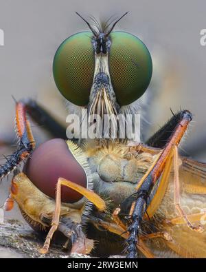 Portrait of a Common Awl Robberfly with green eyes (Neoitamus cyanurus) feeding on a Hover Fly with red eyes via its sharp proboscis Stock Photo