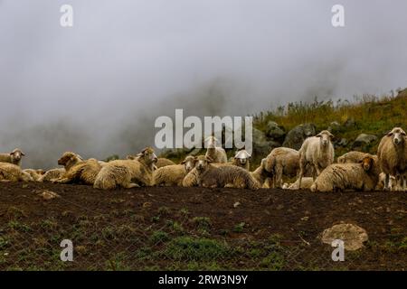 Flock of sheep lying in a lush green meadow, The Netherlands Stock ...