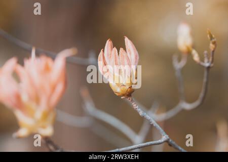 Pink magnolias petals Tree branch Beautiful flowering tree in a spring garden.  Stock Photo