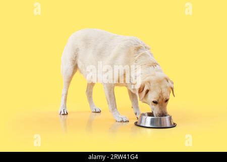 Cute Labrador dog with bowl of water on yellow background Stock Photo