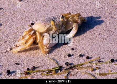 Ghost crab, Sebastian Inlet State Recreation Area, Florida Stock Photo