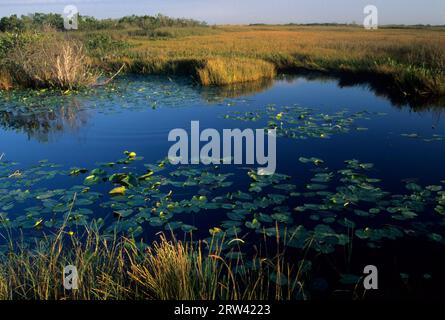 Marsh along Anhinga Trail, Everglades National Park,  Florida Stock Photo