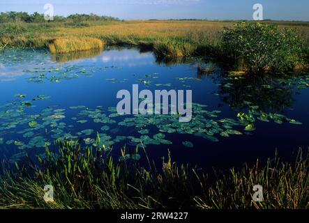 Marsh along Anhinga Trail, Everglades National Park,  Florida Stock Photo