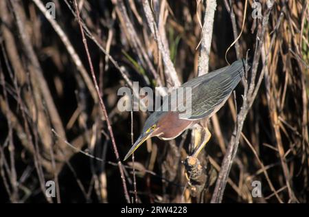 Green heron on Anhinga Trail, Everglades National Park,  Florida Stock Photo