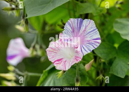 'Carnevale di Venezia' Common Morning Glory, Purpurvinda (Ipomoea purpurea) Stock Photo