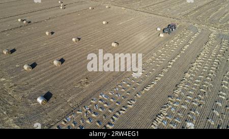 Farmers use agricultural machinery to compress rice straw and bundle them on a farm in North China Stock Photo