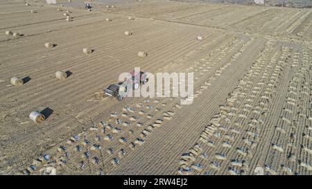 Farmers use agricultural machinery to compress rice straw and bundle them on a farm in North China Stock Photo