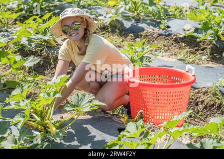 A large garden operated by the Community Harvest Project in North Grafton, MA Stock Photo