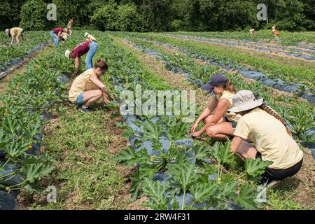 A large garden operated by the Community Harvest Project in North Grafton, MA Stock Photo