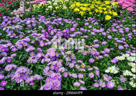 New Belgian (Symphyotrichum novi-belgii) asters, or smooth-leaved asters, in a garden centre, Allgaeu, Bavaria, Germany Stock Photo