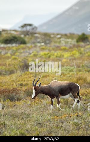 Bontebok (Damaliscus pygargus) in Table Mountain National Park on the Cape Peninsula South Africa. Bontebok in Table Mountain National Park on the Stock Photo