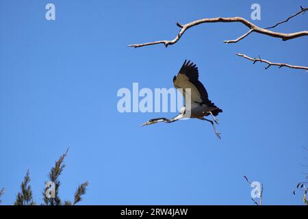 Black-headed heron (Ardea melanocephala) in flight in South Africa Stock Photo