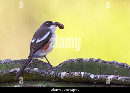 Fiscal Shrike (Lanius collaris) sitting on a cactus in South Africa Stock Photo