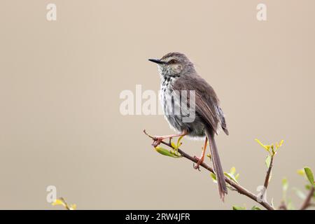 Spotted Prinia (Prinia maculosa) sitting on a branch in Amakhala Game Reserve, Eastern Cape, South Africa. Karoo Prinia (Prinia maculosa) sitting on Stock Photo