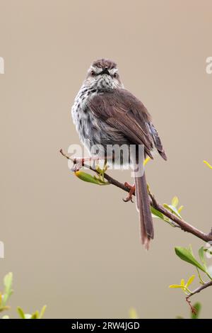 Spotted Prinia (Prinia maculosa) sitting on a branch in Amakhala Game Reserve, Eastern Cape, South Africa. Karoo Prinia (Prinia maculosa) sitting on Stock Photo