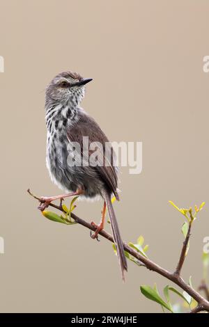 Spotted Prinia (Prinia maculosa) sitting on a branch in Amakhala Game Reserve, Eastern Cape, South Africa. Karoo Prinia (Prinia maculosa) sitting on Stock Photo