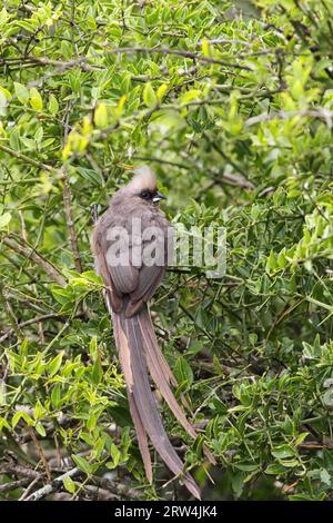 Speckled mousebird (Colius striatus) in a bush in Amakhala Game Reserve, Eastern Cape, South Africa. Spotted Mousebird in a bush in the Amakhala Game Stock Photo