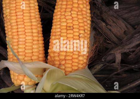 Two corn cobs on corn straw, taken with depth of field, detail Stock Photo