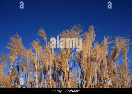 Exotic grasses, Chinese reed Silver feather against a blue sky Stock Photo