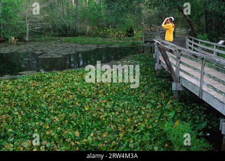 Boardwalk at Lettuce Lake, Corkscrew Swamp Sanctuary, Florida Stock Photo