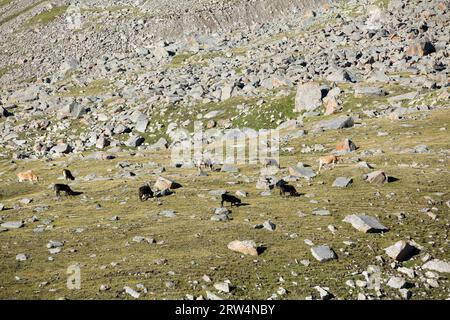 Cows pasturing in mountains. Kyrgyzstan Stock Photo
