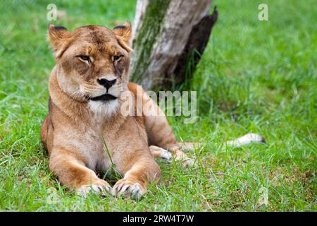 A lonesome African Lion lays in the grass on a hot day Stock Photo