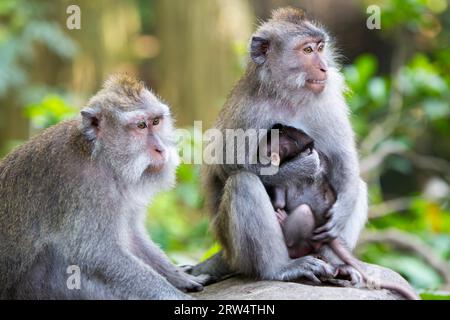 A protective mother protects her baby in Monkey Forest, Ubud, Bali, Indonesia Stock Photo