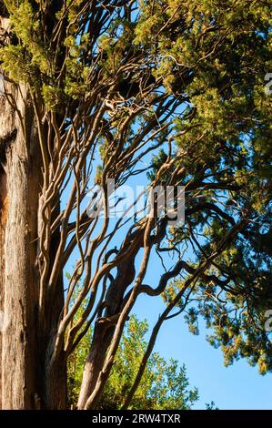 Occidentalis pine on blue sky background, juniperus Stock Photo