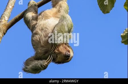Three-fingered sloth in the Costa Rican rainforest hanging upside down from a tree branch Stock Photo