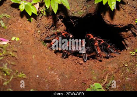 A red-knee tarantula in front of her cave in the Costa Rican jungle, Redknee tarantula at the entrance of her cave Stock Photo
