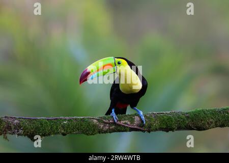 Keel-billed toucan in Costa Rica Stock Photo