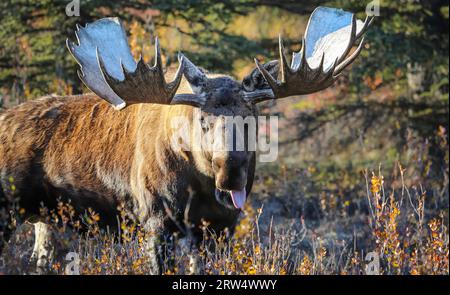 A bull moose in Denali National Park sticks out its tongue Stock Photo