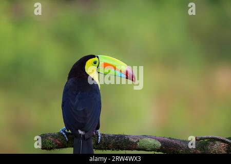 Keel-billed toucan in Costa Rica Stock Photo