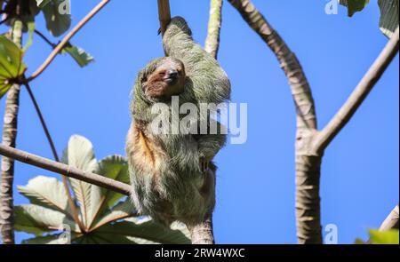 Three Toed Sloth hanging in a tree Stock Photo