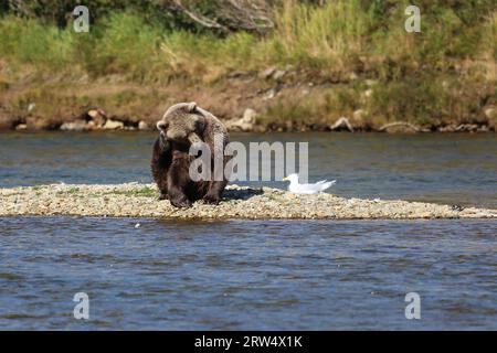 Alaskan brown bear (grizzly bear) sitting in the riverbed and scratching its head with hind paw, Mor