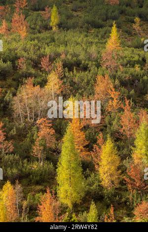 Colourful trees in autumn, mountain pines, larches, birches etc., Karwendel Mountains, Tyrol, Austria Stock Photo