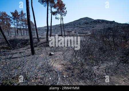 Banished land, trees, shrubs, fire, forest fire 2023 Mountain village of Laerma, Rhodes, Dodecanese, Greece Stock Photo