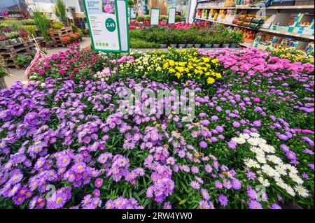 New Belgian (Symphyotrichum novi-belgii) asters or smooth-leaved asters, in a garden centre, Allgaeu, Bavaria, Germany Stock Photo