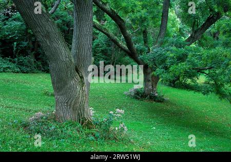 Trees, Arnold Arboretum, Boston, Massachusetts Stock Photo